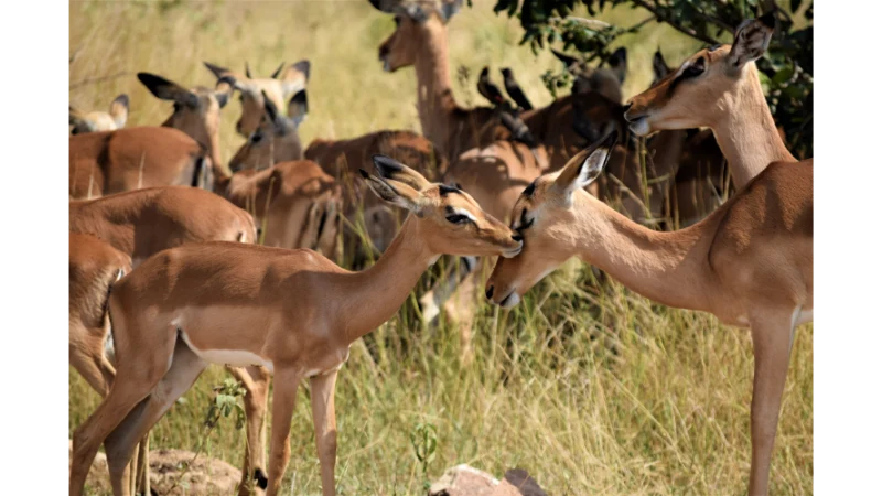 Into the Wild: Exploring Rajasthan's Untamed Wildlife Sanctuaries